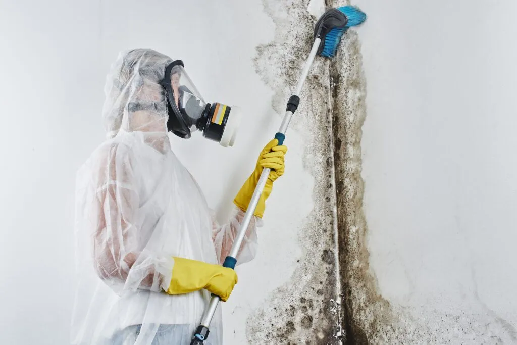 Mold removal san diego